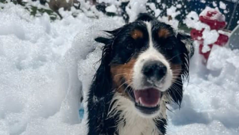 A dog smiles as it gets covered in bubbles at Bark U.