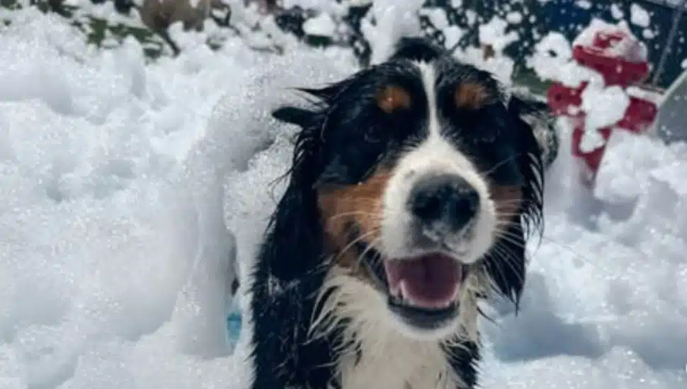 A dog smiles as it gets covered in bubbles at Bark U.