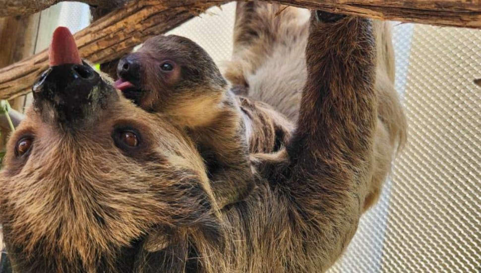Elmwood Park Zoo's sloth, Beanie, with her new baby.