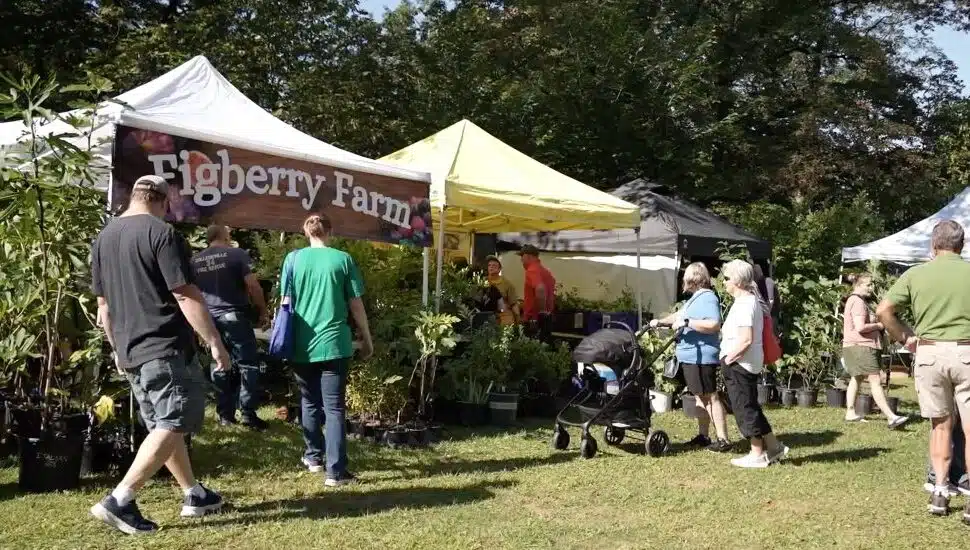 Enthusiasts gather at the Pennsylvania Fig Festival.