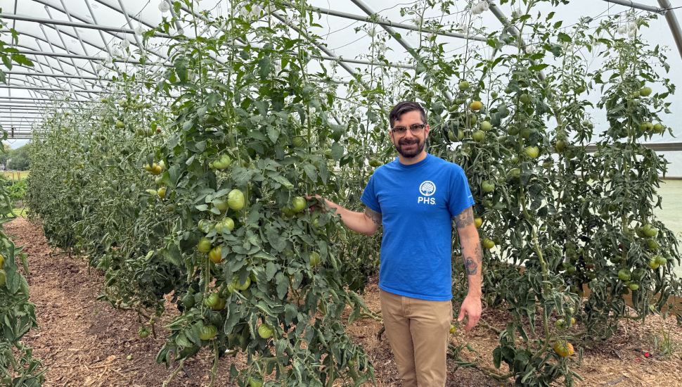 Justin Trezza of American Community Journals stands by a tomato plant at Norristown Farm Park.