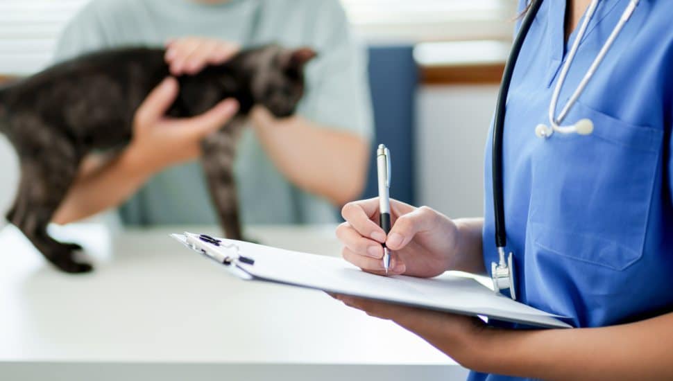 Doctor veterinarian is holding cute cat at vet clinic.  Pet check up and vaccination. Health care.