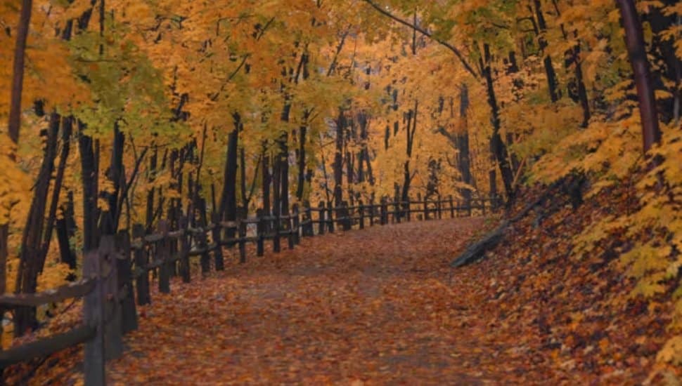 Wooded trail in Montgomery County during autumn, with trees full of golden leaves and a path covered in fall foliage.