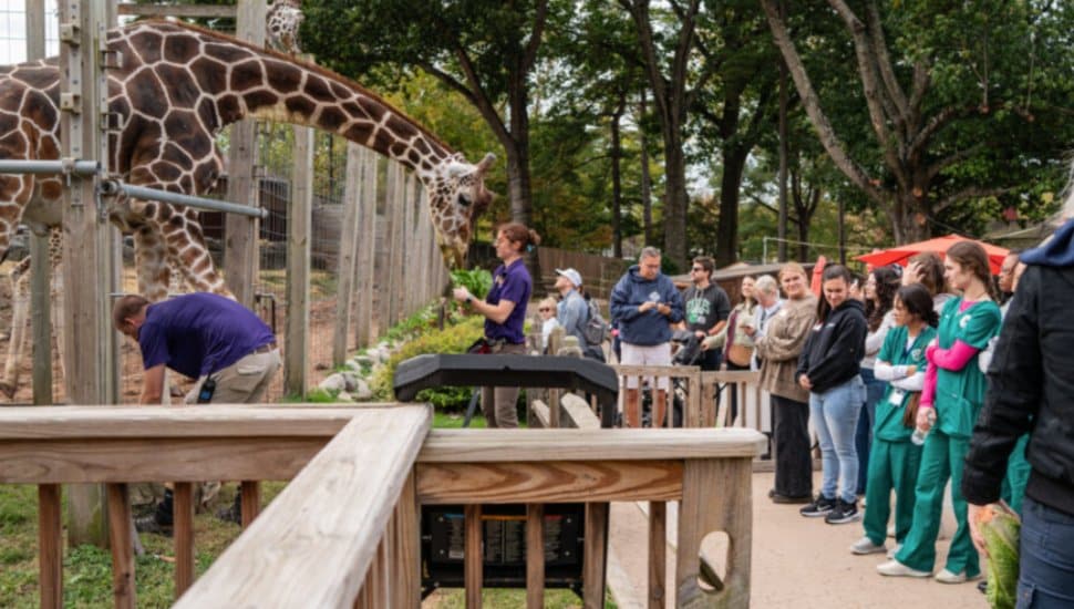Vet Techs gather at the giraffe exhibit at Elmwood Park Zoo.