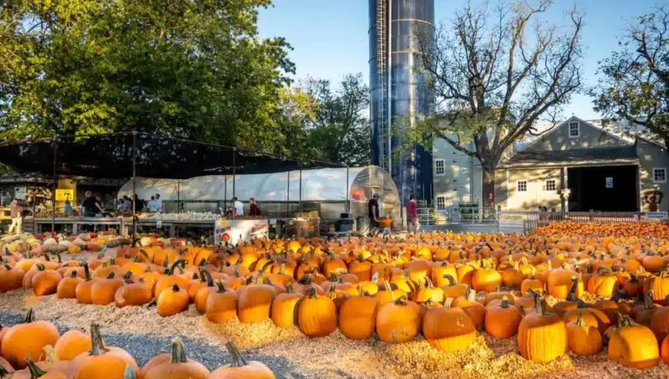 Rows of bright orange pumpkins fill the field at Merrymead Farm in Montgomery County, with visitors browsing produce stands under a sunny autumn sky.