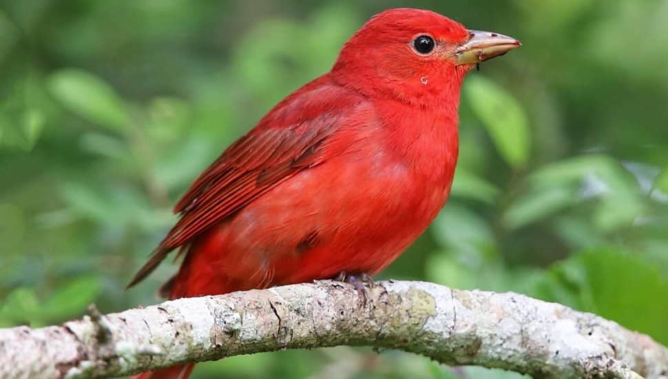 A summer tanager.