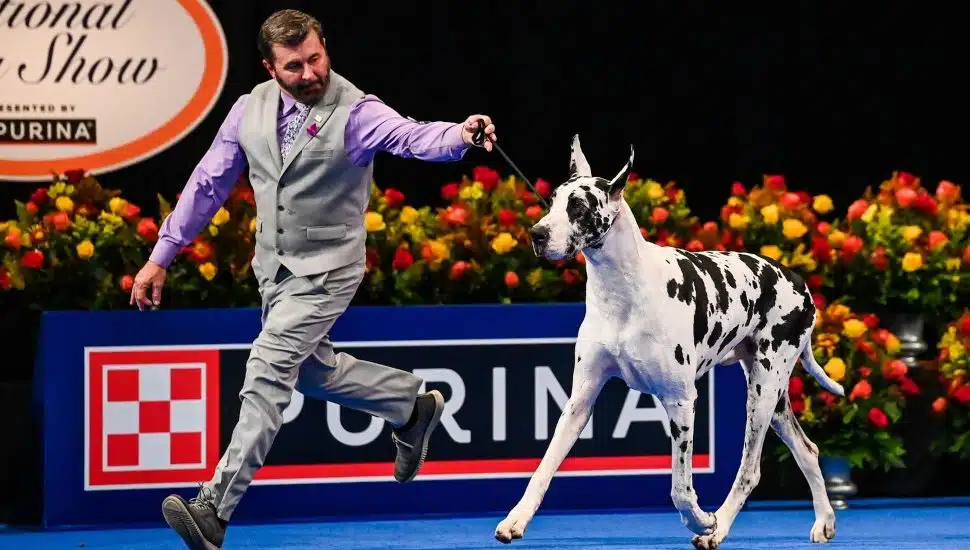 Oaks’ National Dog Show Returns for 24th Edition With Nod to ‘Best in Show’