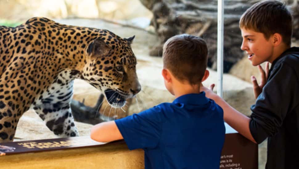 Two boys observe a Jaguar at the Elmwood Park Zoo.