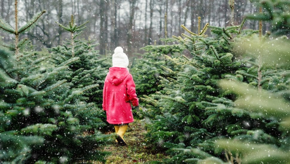 Adorable little toddler girl walks through a Christmas tree farm.