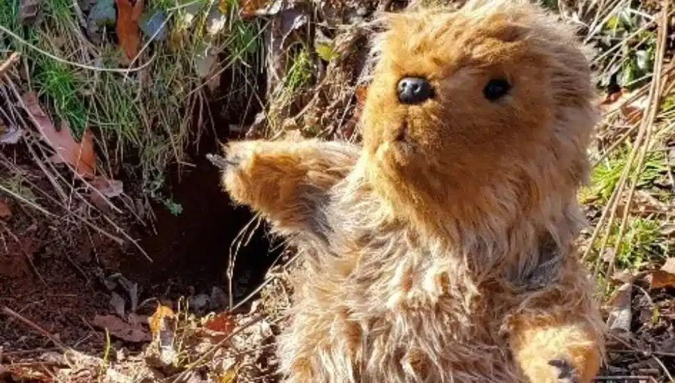 Harleysville Hank the groundhog emerging from a burrow outdoors, symbolizing the annual Groundhog Day weather prognostication in Harleysville, Pennsylvania.
