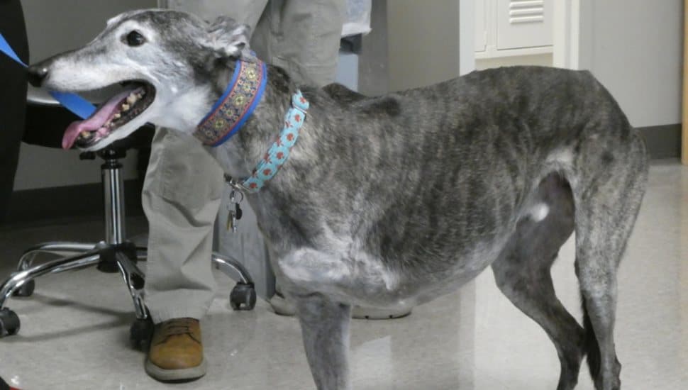 A three-legged greyhound standing indoors during a prosthetics casting session, wearing a colorful collar while students observe.