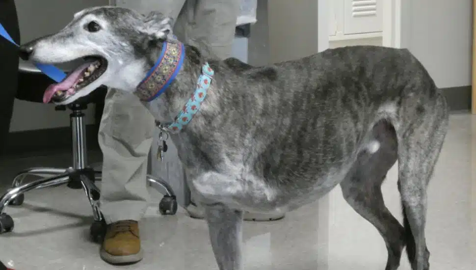 A three-legged greyhound standing indoors during a prosthetics casting session, wearing a colorful collar while students observe.