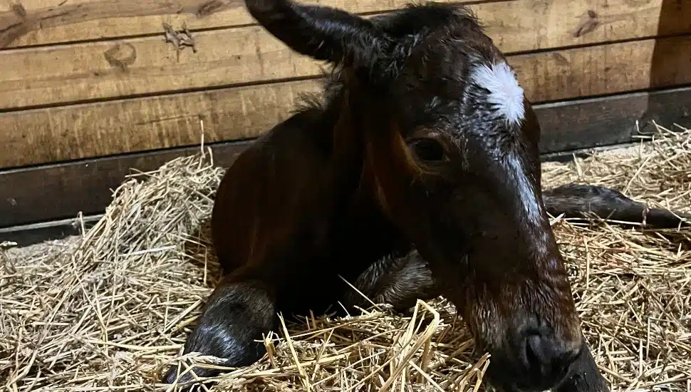 Baby horse on a foal camera.