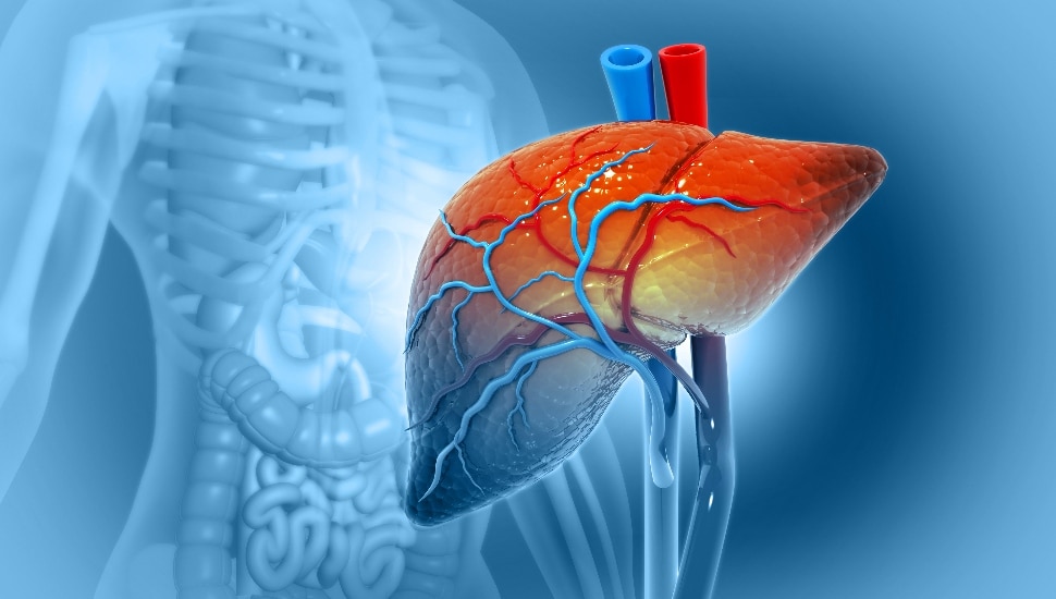 Human liver anatomy structure, 3d illustration