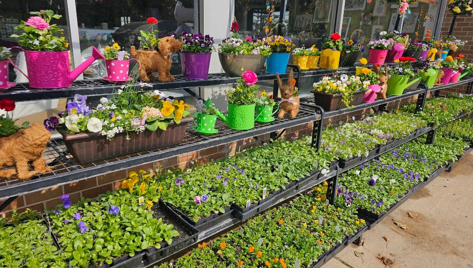Plants and herbs on shelves with spring decor outside.