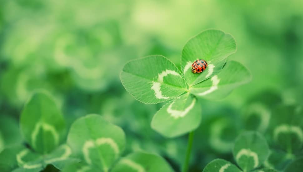 Ladybug crawls on four leaf clover.