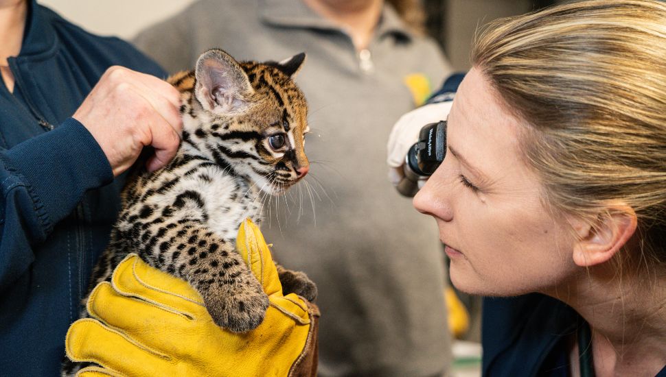 Veterinarian examining a newborn ocelot kitten while being gently held with protective gloves.