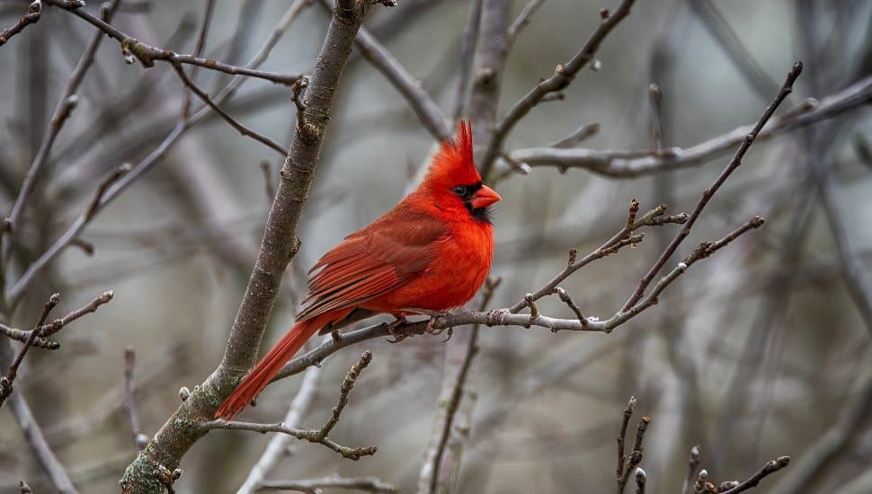 Bright Cardinal on small branches in tree.