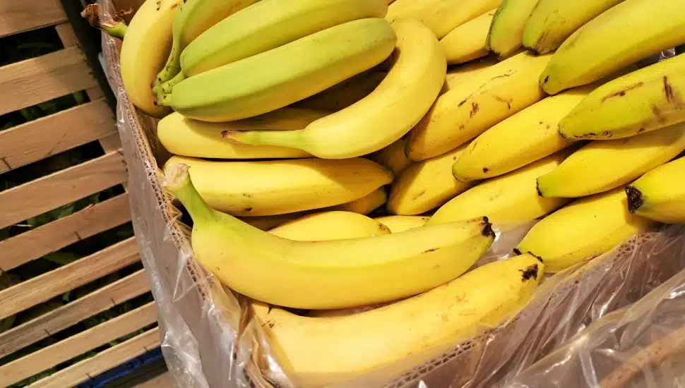 A bushel of bananas.