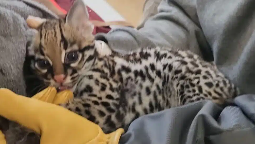 The baby ocelot at Norristown's Elmwood Park Zoo.