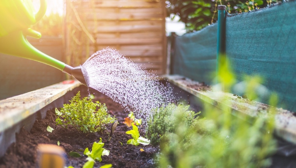 Watering fresh vegetables and herbs in soil.