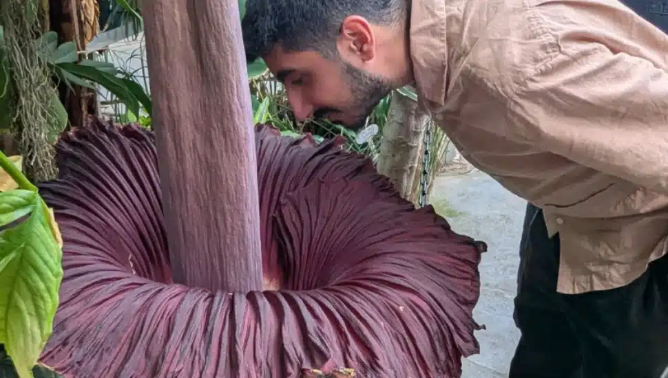 A visitor bends over to smell the rare corpse flower.