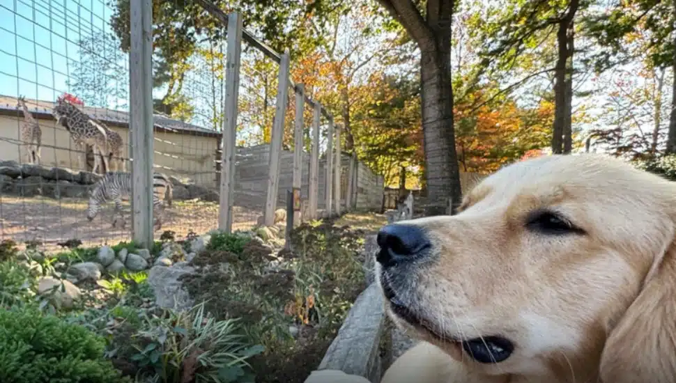 A Labrador Retriever observes the zebra exhibit at the Elmwood Park Zoo.