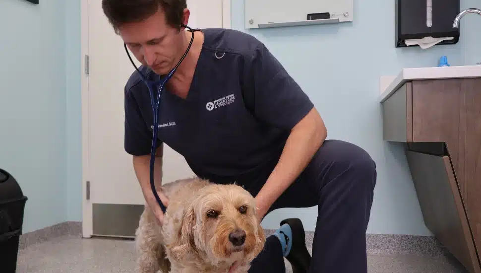Staff from MVUCS inspect a happy dog.