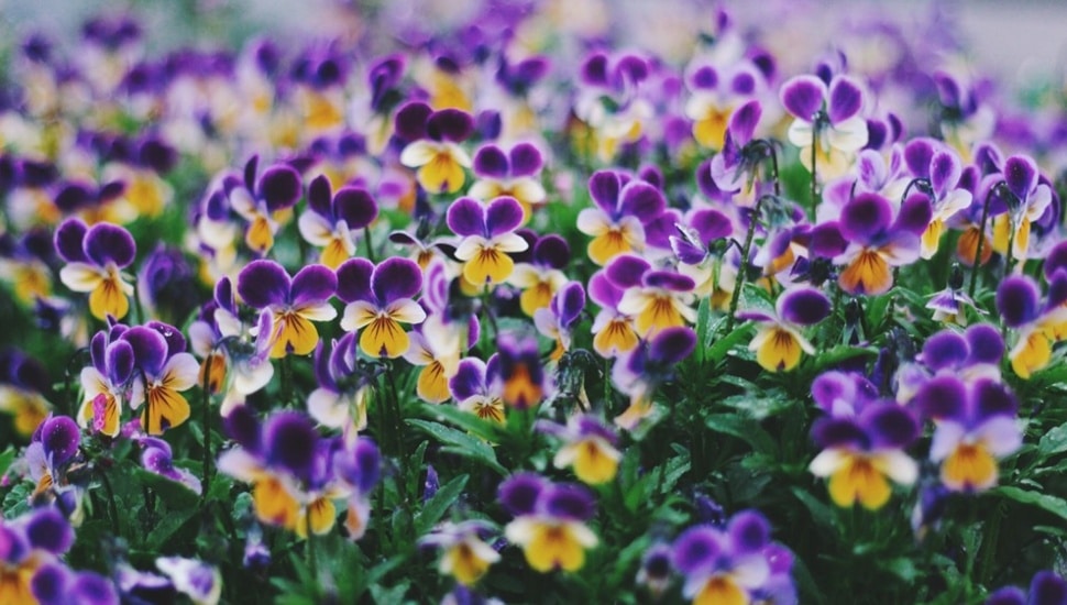 Purple flowers bloom in spring.