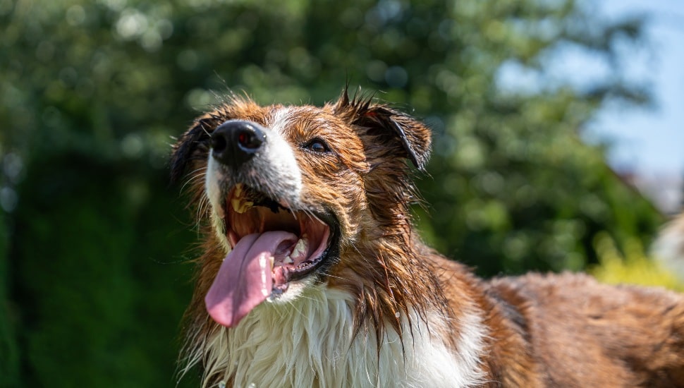 A collie enjoys playing in water on a hot summer day.